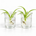 Kit for Demonstrating the Absorption of Mineral Salts in Plants